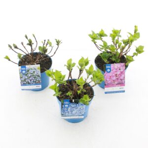 Hydrangea macrophylla Endless Summe Hydrangea macr. Endless Summer® mix C2 (17cm.)
(15 Plants/Order)(17cmP 30cmH)