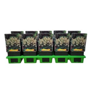 Dicentra formosa Aurora Dicentra formosa 'Aurora' P11
(10 Plants/Order)(11cmP 25cmH)