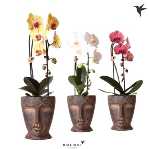 Phalaenopsis Elegant Cascade Kolibri Orchids Phalaenopsis Cascade Niagara Fall mix 1 spike in Totem Mask Pot
(4 Plants/Order)(12cmP 50cmH)