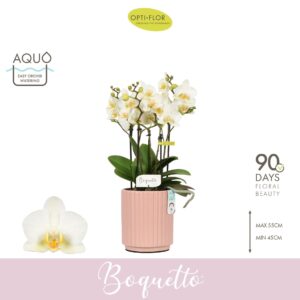 Phalaenopsis Multiflora Boquetto Beauty 3-5 spike in Molise Salmon Aquo
(6 Plants/Order)(12cmP 45cmH)
