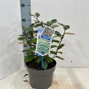 Elaeagnus ebbingei Elaeagnus ebbingei 'Compacta'
(1 Plants/Order)(19cmP 45cmH)