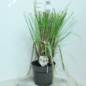 Cortaderia selloana Cortaderia selloana P29
(1 Plants/Order)(29cmP 80cmH)