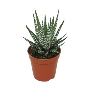 Haworthia Big Band Haworthia big band 5,5 cm
(54 Plants/Order)(5.5cmP 8cmH)