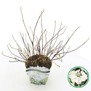 Hydrangea macrophylla other Hydrangea hybr. 'Runaway Bride'® C3.5 (20cm.)
(1 Plants/Order)(20cmP 35cmH)