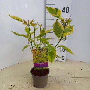 Cornus alba Gouchaultii Cornus alba 'Gouchaultii'
(10 Plants/Order)(12cmP 25cmH)