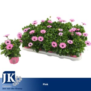 Osteospermum Margarita Lilac osteospermum pink TST
(15 Plants/Order)(10.5cmP 25cmH)