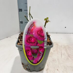 Rosa Rosa (PA) 'Eufemia' ®
(8 Plants/Order)(14cmP 10cmH)