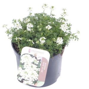 Hutchinsia alpina Ice Cube Hutchinsia alpina Ice Cube
(8 Plants/Order)(13cmP 20cmH)