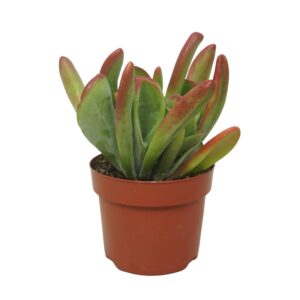 Kalanchoe Kalanchoë oricula 12 cm
(8 Plants/Order)(12cmP 20cmH)