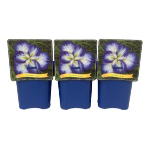 Iris ensata Gusto' C5
(1 Plants/Order)(21cmP 35cmH)