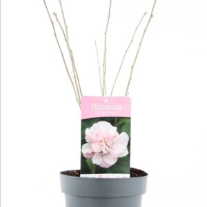 Hibiscus syriacus Lady Stanley Hibiscus syr. 'Lady Stanley' P19/C3
(5 Plants/Order)(19cmP 55cmH)