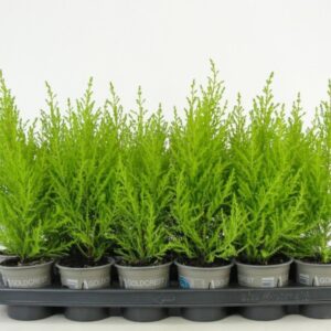Cupressus Goldcrest Wilma macrocarpa
(18 Plants/Order)(9cmP 23cmH)