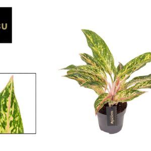 Aglaonema other Aglaonema Twiggy Red
(6 Plants/Order)(12cmP 40cmH)