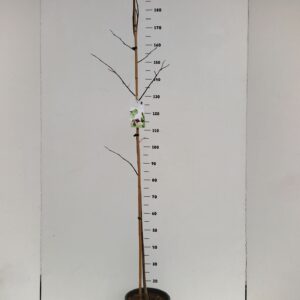 fruit trees and -heesters ov Asimina triloba
(1 Plants/Order)(24cmP 120cmH)