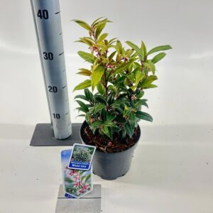 Sarcococca hookeriana humilis Sarcococca hookeriana Winter Gem ('Pmoore03'PBR)
(1 Plants/Order)(17cmP 35cmH)