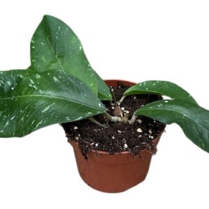 Hoya Hoya Sp Aceh Clone 12
(9 Plants/Order)(10.5cmP 15cmH)