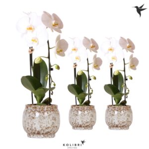 Phalaenopsis Elegant Cascade Kolibri Orchids Phalaenopsis Cascade Niagara Fall white 1 spike in Safari Pot
(3 Plants/Order)(12cmP 50cmH)