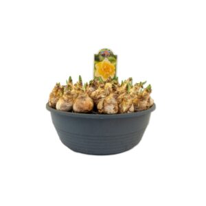 Narcissus Narcissus Growers Beauty
(1 Plants/Order)(27cmP 25cmH)