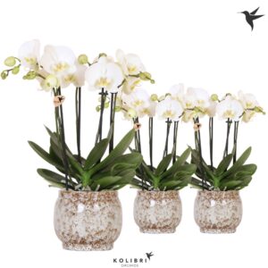 Phalaenopsis white more Ripsen Kolibri Orchids Phalaenopsis Jewel Ghent 4 spike in Safari Pot
(3 Plants/Order)(12cmP 40cmH)