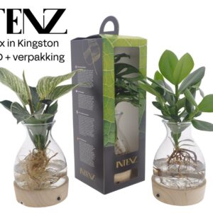 Indoor plants Intenz mix in Kingston Glas + LED + Packing disposable - levertijd: 24 u
(6 Plants/Order)(12cmP 45cmH)