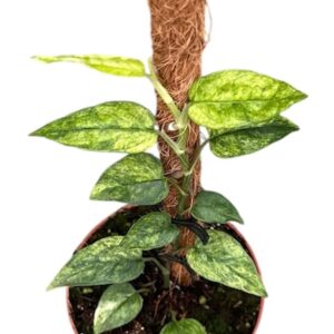 Epipremnum pinnatum Epipremnum Pinnatum Yellow MINT
(9 Plants/Order)(10.5cmP 15cmH)