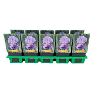 Iris germanica Iris germanica 'Lovely Again' P11
(10 Plants/Order)(11cmP 25cmH)