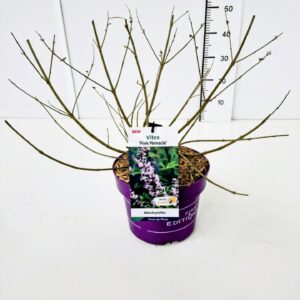 Vitex agnus-castus Vitex a.c. 'Pink Pinnacle' C5
(1 Plants/Order)(23cmP 50cmH)