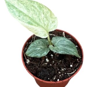 other plants Amydrium Medium Silver Variegata
(20 Plants/Order)(6cmP 10cmH)