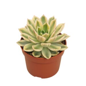 Echeveria mira 'Variegata' 10,5 cm
(10 Plants/Order)(10.5cmP 14cmH)