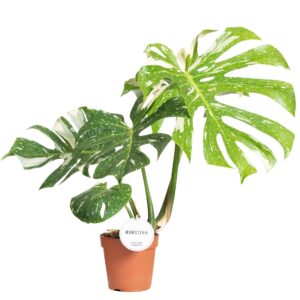 Monstera deliciosa Thai Constellati Monstera Thai Constellation
(5 Plants/Order)(15cmP 60cmH)
