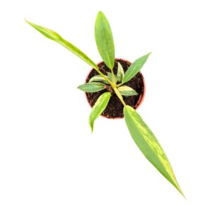 Philodendron Philodendron Florida Beauty x Tortum
(3 Plants/Order)(7cmP 15cmH)