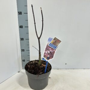 Acer palmatum Red Emperor Acer pal. 'Red Emperor'
(1 Plants/Order)(19cmP 60cmH)