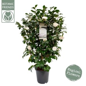 Camellia japonica Camellia jap .'Centifolia Alba'
(1 Plants/Order)(29cmP 100cmH)