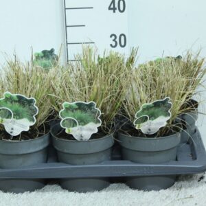 Pennisetum alopecuroides Hameln Pennisetum alop. 'Hameln' P17
(6 Plants/Order)(17cmP 30cmH)