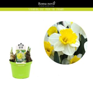 Narcissus Attraction Narcissus Attraction 12cm
(10 Plants/Order)(12cmP 14cmH)