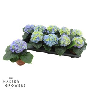 Hydrangea blue Hydrangea macr. 9cm blue 1 kopper
(12 Plants/Order)(9cmP 15cmH)