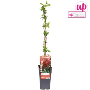 Lonicera Red World Lonicera japonica Red World P15
(10 Plants/Order)(15cmP 65cmH)