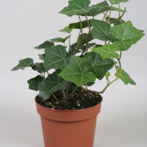 Hedera hibernica Hedera Hibernica
(12 Plants/Order)(13cmP 20cmH)