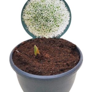 Droge Bulbs Allium Ball ALLIUM WHITE GIANT
(1 Plants/Order)(19cmP 35cmH)