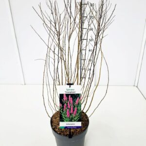 Spiraea x billardii Triumphans Spiraea billardii 'Triumphans' 50-60C5
(1 Plants/Order)(23cmP 70cmH)