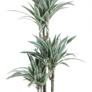 Dracaena White Stripe Dracaena White Stripe 60-30-15
(1 Plants/Order)(21cmP 110cmH)