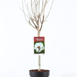 Hibiscus syriacus Speciosus Hibiscus syr. 'Speciosus' stam 30
(1 Plants/Order)(19cmP 95cmH)