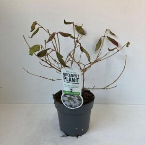 Viburnum plicatum Watanabe Viburnum plic. 'Watanabe'
(1 Plants/Order)(17cmP 35cmH)