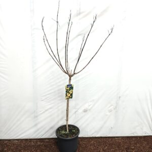 Campsis x tagliabuana Campsis tagliabuana 'Gold Trumpet Creeper' 80 stam
(1 Plants/Order)(32cmP 150cmH)