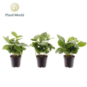 Coffea arabica Coffea Arabica 7 cm
(16 Plants/Order)(7cmP 15cmH)