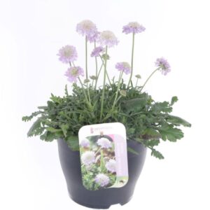 Scabiosa Butterfly Blue Scabiosa columbaria Butterfly Blue
(1 Plants/Order)(23cmP 35cmH)