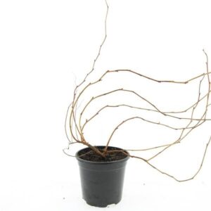 Stephanandra tanakae Stephanandra tanakae
(8 Plants/Order)(14cmP 10cmH)