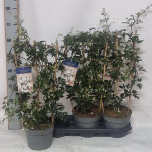 Clematis Avalanche Clematis 'Avalanche'
(3 Plants/Order)(19cmP 70cmH)