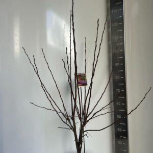 Malus Evereste Malus 'Evereste'
(1 Plants/Order)(29cmP 110cmH)