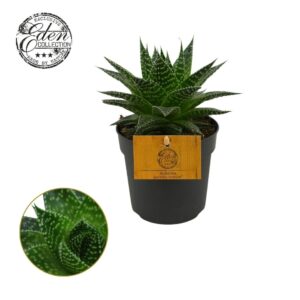 Gasteria Gasteria Hybride Aurora 10,5cm
(10 Plants/Order)(10.5cmP 15cmH)